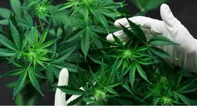 فكر خارج الصندوق.. إيطالي يزرع ماريجوانا بمنزله ليمنع ابنه من مقابلة تجار المخدرات