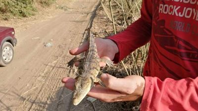 ري الغربية: العثور على تمساح  طوله ٤٠ سم وجار تمشيط المنطقة