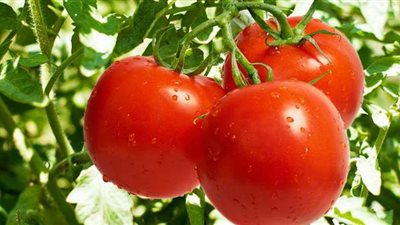 أسعار الخضروات والفاكهة اليوم الاربعاء  .. والطماطم بـ6 جنيهات | فيديو