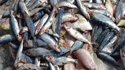 التحفظ على ثلاجة بداخلها ٧ أطنان سمك فاسد بالقليوبية