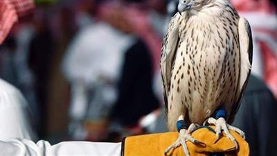 صيادون سعوديون يدفعون مبالغ طائلة لاقتناء طيور جارحة في زمن كورونا