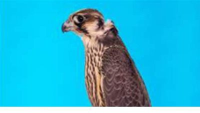 بسبب سماته الفريدة وندرته.. صقر يحطم الرقم القياسي ويباع برقم خيالي | صور