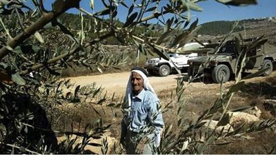 مستوطنون يسرقون محاصيل الزيتون في نابلس بفلسطين