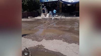 زراعة نباتات زينة وتجميل مدخل طريق الوادي الجديد في الأقصر | صور