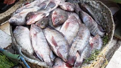 أسعار الأسماك اليوم الجمعة 2020/10/16