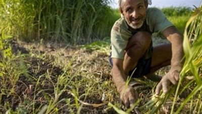 فرض ضرائب على المزارعين.. حقيقة أم شائعة؟