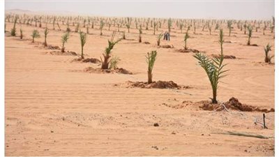تدشين مزرعة نخيل على مساحة ٣ آلاف فدان بالوادى الجديد