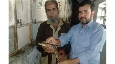 البيئة تسلم تمساحا عثر عليه أحد الصيادين في ترعة بالغربية لحديقة الحيوان
