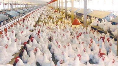 إحباط ترويج 8 أطنان مقطعات دواجن فاسدة فى الشرقية