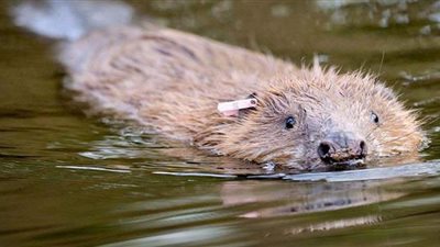 هدية غريبة من رئيس وزراء بريطانيا لوالده بعيد ميلاده
