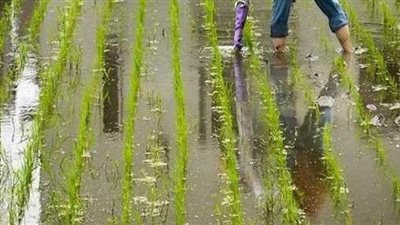 بعد حصاد 214 فدانا.. محافظ الشرقية لمسئولي الزراعة: