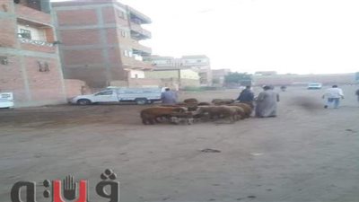 فض سوق للماشية  لمنع انتشار فيروس كورونا بالغربية | صور