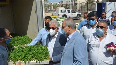 توزيع شتلات زراعية مجانية على  المزارعين في طور سيناء