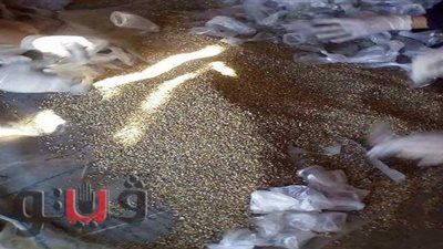 انطلاق حملة مكافحة القوارض  بالشرقية