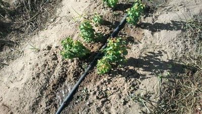 زراعة القليوبية تعلن زيادة طلبات تحويل نظام الري من الغمر إلى التنقيط