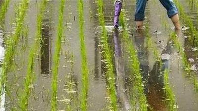 محافظ الشرقية يشدد على ضرورة التصدي لعمليات حرق قش  الأرز