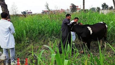 بعد تحصين 144 ألف رأس ماشية.. محافظ الشرقية للمسئولين: اهتموا بالثروة الحيوانية