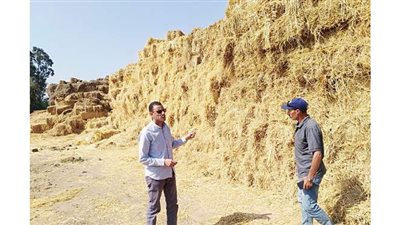 الزراعة: جمع وتدوير أكثر من 1.9 مليون طن قش الأرز وتنظيم 1508 ندوة إرشادية في 6 محافظات