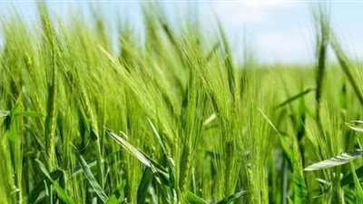 تفسير حلم الزرع في المنام وعلاقته بالعمر الطويل والرزق الكثير