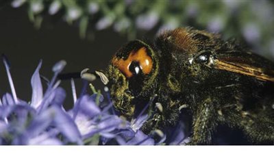 عالمة بيئة موسكوفية تلقى حتفها بلدغة دبور