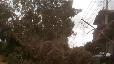 سقوط شجرة على الأسلاك الكهربائية نتيجة الرياح الشديدة والطقس السيئ | صور