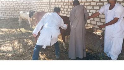 الزراعة: تحصين أكثر من 4.3 مليون رأس ماشية ضد مرض الحمي القلاعية وحمى الوادي المتصدع