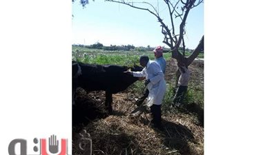 تحصين200 ألف رأس ماشية   و33250 طائراً من الأمراض الوبائية بكفر الشيخ