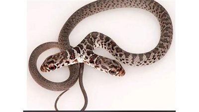 بـ «رأسين منفصلين».. حكاية أغرب ثعبان في العالم