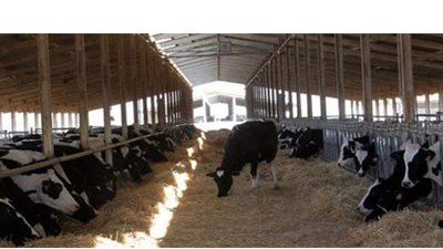 الزراعة: إصدار وتجديد 695 رخصة تشغيل لمشروعات الثروة الحيوانية والداجنة والأعلاف خلال أسبوع