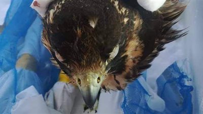 إحباط محاولة تهريب صقور نادرة من مطار برج العرب | صور