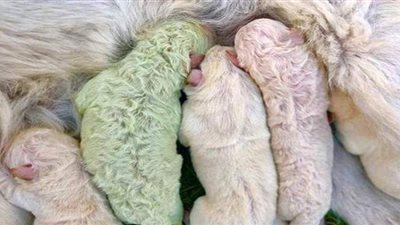 ولادة جرو نادر في إيطاليا بفراء والعلماء يحددون السبب