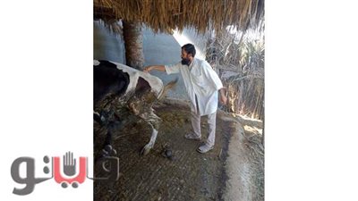 إعدام ٢٢٠ كيلو لحم مصاب بالسل   بكفرالشيخ    