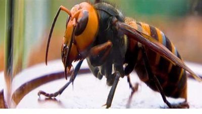 تقطع رؤوس ضحاياها.. اكتشاف عش للدبابير القاتلة في أمريكا