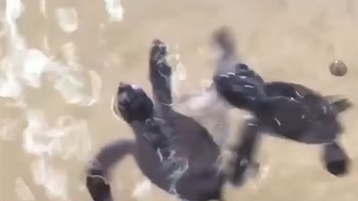 سلحفاة تخالف أقرانها تجذب آلاف المشاهدين لها (فيديو)