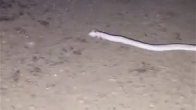 ثعبان يمتلك يدين يصيب الكثيرين بالحيرة (فيديو)