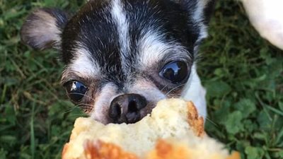 بالصور.. كلب يأكل جثة صاحبه للبقاء على قيد الحياة