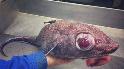 صياد يكشف عن أغرب مخلوقات عثر عليها في البحر (صور)