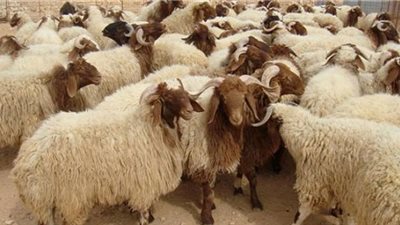 التموين: ٦٠ جنيها سعر لحوم الخراف الحي و٥٥ للعجول