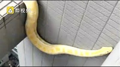 بالفيديو.. إنقاذ ثعبان على حافة ناطحة سحاب بالصين