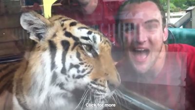 بالفيديو.. رد فعل شاب لحظة هجوم نمر عليه