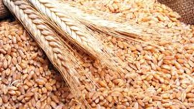 توريد 179 ألفًا و852 طن قمح محلي لصوامع كفرالشيخ