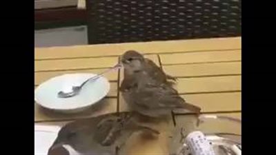 بالفيديو.. طائر يطعم صغاره من بقايا الطعام على إحدى الطاولات