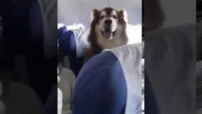 كلب عملاق يجلس داخل طائرة يثير دهشة المسافرين (فيديو)