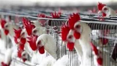 بالصوت.. تفاصيل منع «الزراعة» لاستيراد الطيور بسبب فيروس جديد