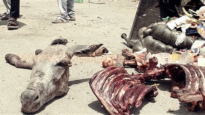 بالصور.. العثور على بقايا حمار مذبوح في السويس