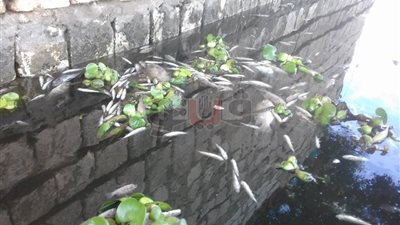 مخلفات مصرف «رهاوي» وراء نفوق الأسماك في كفر الشيخ (فيديو)