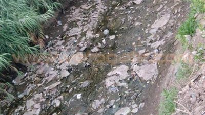 بالصور.. مأساة في البحيرة بسبب 150 ألف فدان «أرز»