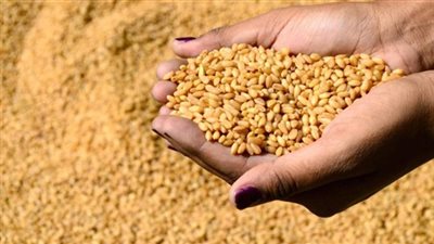 مطاحن شمال القاهرة: نخسر ١٩٠ جنيها في طحن طن القمح