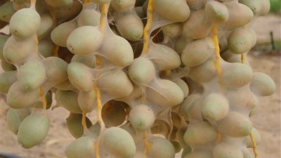 10 معلومات عن مرض الغبيرة الذي يصيب النخيل بالوادي الجديد