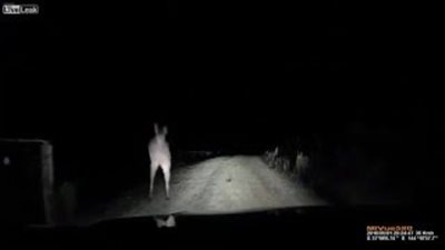 بالفيديو.. «كنغر» يهاجم سيارة في أستراليا